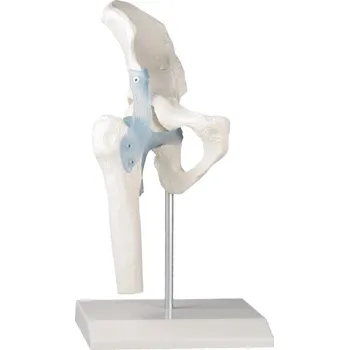 Erler Zimmer Kyčelní kloub s vazy