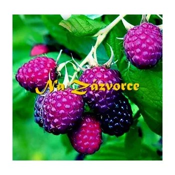 Sazenice Maliník Malling Passion® (Rubus Malling Passion)