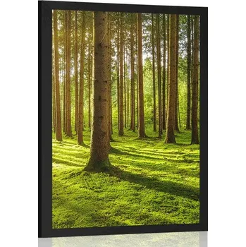 Plakát Dovido Plakát ráno v lese