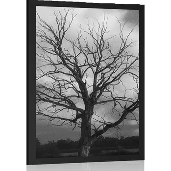 Plakát Dovido Plakát černobílý strom na louce