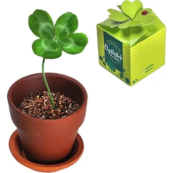 Vypěstování kytičky - Čtyřlístek