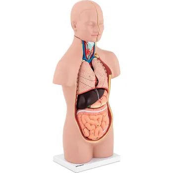 anatomický model Physa PHY-BM-3 model trupu