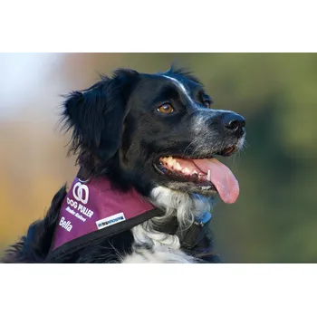 Šátek Reflexní šátek pro psa s potiskem