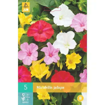 Sazenice JUB Holland Nocenka zahradní B 5 ks