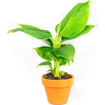 Gardners Musa Tropicana, průměr 6 cm Banánovník