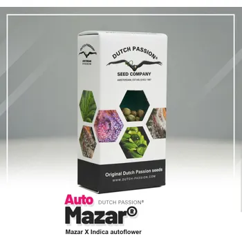 Semeno Auto Amsterdam Amnesia® fem. (balení 7)