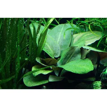 Akvaristika Lagenandra meeboldii green (Košíčková Ø 5,5 cm)