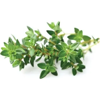 Sazenice Sazenice Click And Grow Tymián