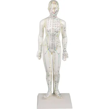 Erler Zimmer Akupunkturní model ženy