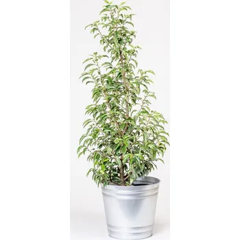 Sazenice Prunus lusitanica ´ANGUSTIFOLIA´ 60-80cm, kontejner (Bobkovišeň