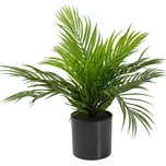 Areca palma v květináči 46 cm zelená