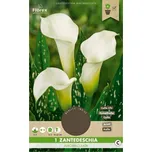 Florex Kala Zantedeschia Albomaculata 1…