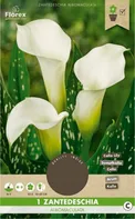 Florex Kala Zantedeschia Albomaculata 1 ks