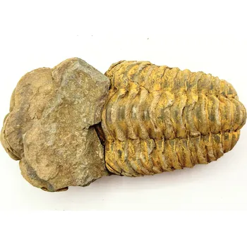 Magieprirody.cz Fosilie Trilobit Calymene Flexicalymene 95 mm #213