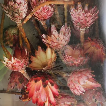 Zahradní dekorace BARBIGERA CUPS ABSORBTION PINK TRAY (30PC)