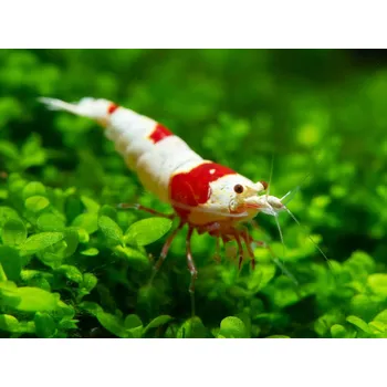 Crystal Red shrimp (Caridina cf. cantonensis)