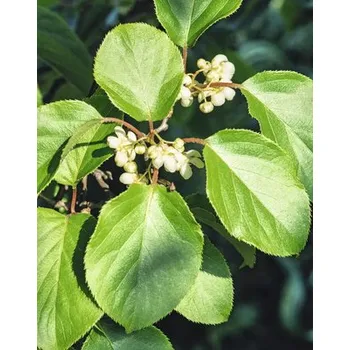 Sazenice Kiwi BIO samičí FloraSelf Bio Actinidia arguta 'Super Jumbo' květináč 3 l