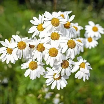 Přípravek na čištění pleti a oči Bio Heřmánková voda Matricaria chamomilla 220 l