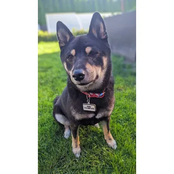 Obojek pro psa Cedulka na obojek