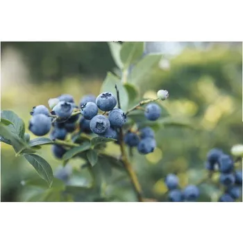 Květináč Borůvka BIO FloraSelf Bio Vaccinium corymbosum 'Spartan' cca 40 cm květináč 3 l