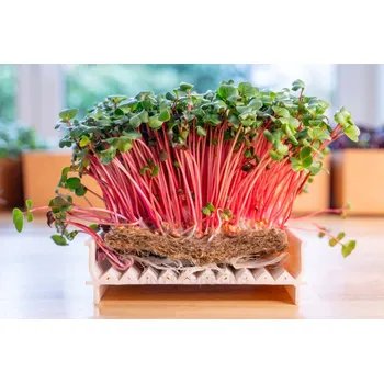 Pěstební systém Tiny Greens Konopná rohož na pěstování microgreens 10ks