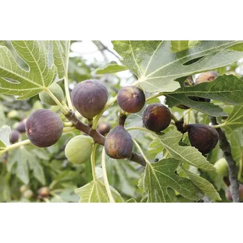 Květináč Fíkovník BIO samosprašný FloraSelf Bio Ficus carica 'Peretta' cca 40 cm květináč 3 l