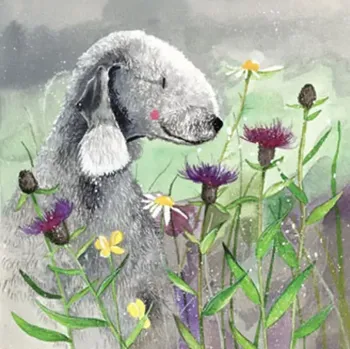 Přání v obálce Bedlington, Pejsci od Alex Clark 14*14 cm (Přání s pejskem, pes)