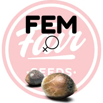 Semeno Dominator – feminizovaná semena | Fair SEEDS Feminized (Ks): 3