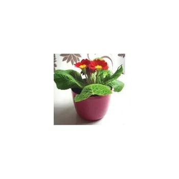 Obal FIALKA / PRIMULE 13 cm růžový tmavě