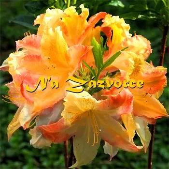 Sazenice Azalka ´Zuza´ (Azalea ´Zuza´)