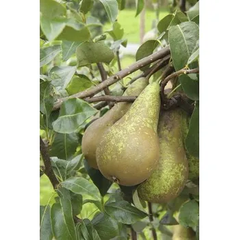 Květináč Hrušeň podzimní BIO terasová FloraSelf Bio Pyrus communis 'Conférence' výška kmene 40 cm květináč 5 l