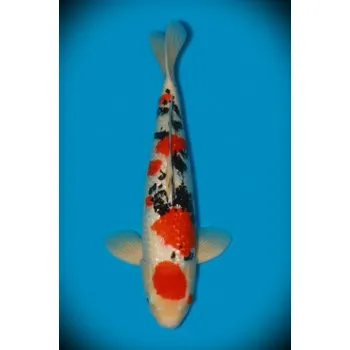 Krmivo pro rybičky VHQ Gin Rin Taisho Sanshoku JK 20160218