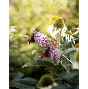 Obraz Fotoplátno 3:4 s potiskem Babočky