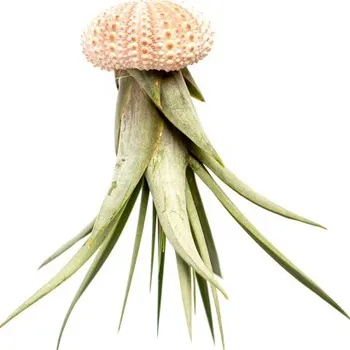Gardners Medusa Rose s Tillandsií Faciculata Tillandsie, kykatka