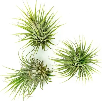 Tillandsia Mix - Zachraň Kytku Tillandsie, kykatka