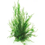 Dennerle Taxiphyllum Spec. Flammenmoos…