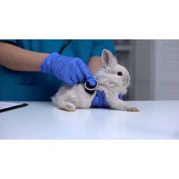 Plakát Plakát, Obraz - Vet listening rabbit stomach with stethoscope,, Motortion