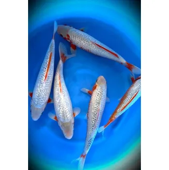 Krmivo pro rybičky High Quality Gin Rin Asagi ... JK 23OYA02