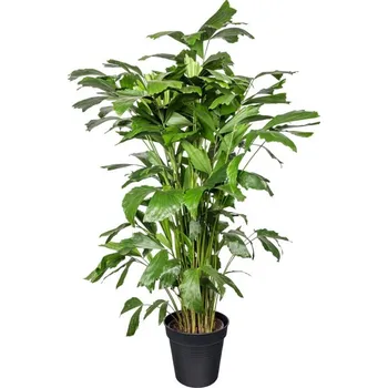 Sazenice Palicha jemná, Caryota mitis, vysoká 100 - 120 cm, průměr květináče 24 cm
