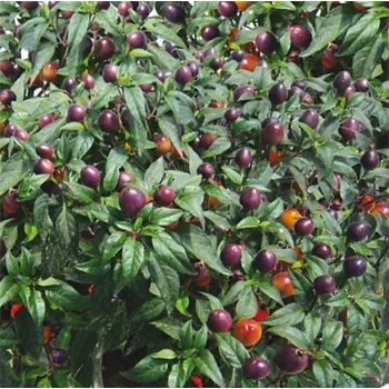 Semeno Paprika chilli Cancun (pálivá, třešňová, okrasná, fialová-červenooranžová)