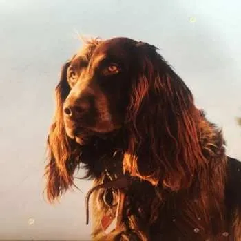 Zahraniční hudba LP Peter Kernel: The Size Of The Night 2024