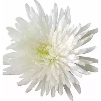 umělá květina Chryzantéma jednokvětá