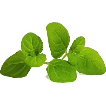 Sazenice Veritable, Kapsle se semínky Lingot základní bylinky máta ledová - Formadore