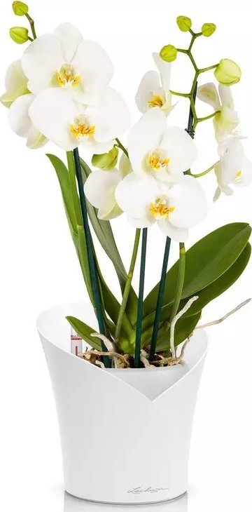 Lechuza Orchidea bílý komplet - Do interiéru