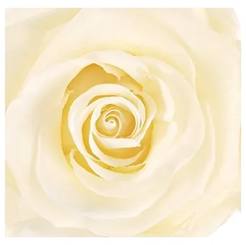 umělá květina Florservice stabilizovaná růže 3-4 cm krémová