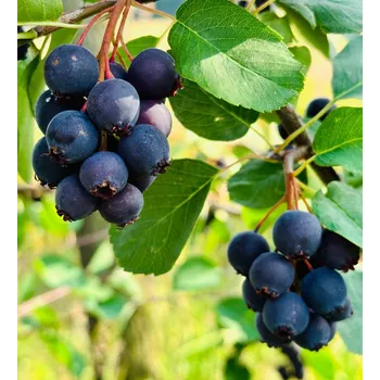 RC model auta Muchovník