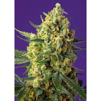 Semeno Sweet Seeds Crystal Candy XL Auto Balení: 3+1ks