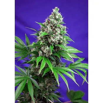 Semeno Sweet Seeds Killer Kush F1 Fast Version Balení: 3+1ks