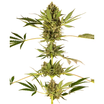 Semeno Sensi Seeds Himalayan CBD Balení: 3ks