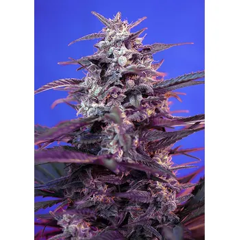 Semeno Sweet Seeds Bloody Skunk Auto Balení: 5+2ks